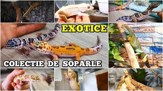 Câte ȘOPÂRLE exotice am în total? Gecko Leopard, Agame cu Barbă, Crested Gecko, Vittatus, Dragon 🦎🦎🦎