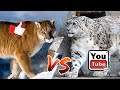 #Снежный барс против пумы//Ирбис против горного льва//Animals Battle//