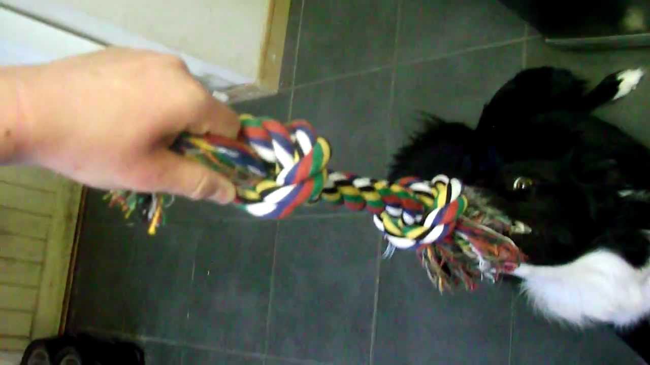 Rope pull Dog Toy - YouTube