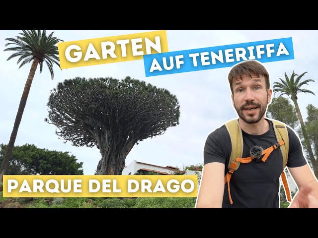 Gartenrundgang im Dezember auf Teneriffa: Parque del Drago: ltester  Drachenbaum der Welt - YouTube
