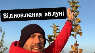 видео: Відновлення яблуні картинка: Відновлення яблуні