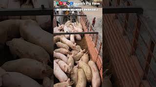 Consignment Ready to Transport.#piggery #swastikpigfarm #pig #trending#piggerybusiness  #business