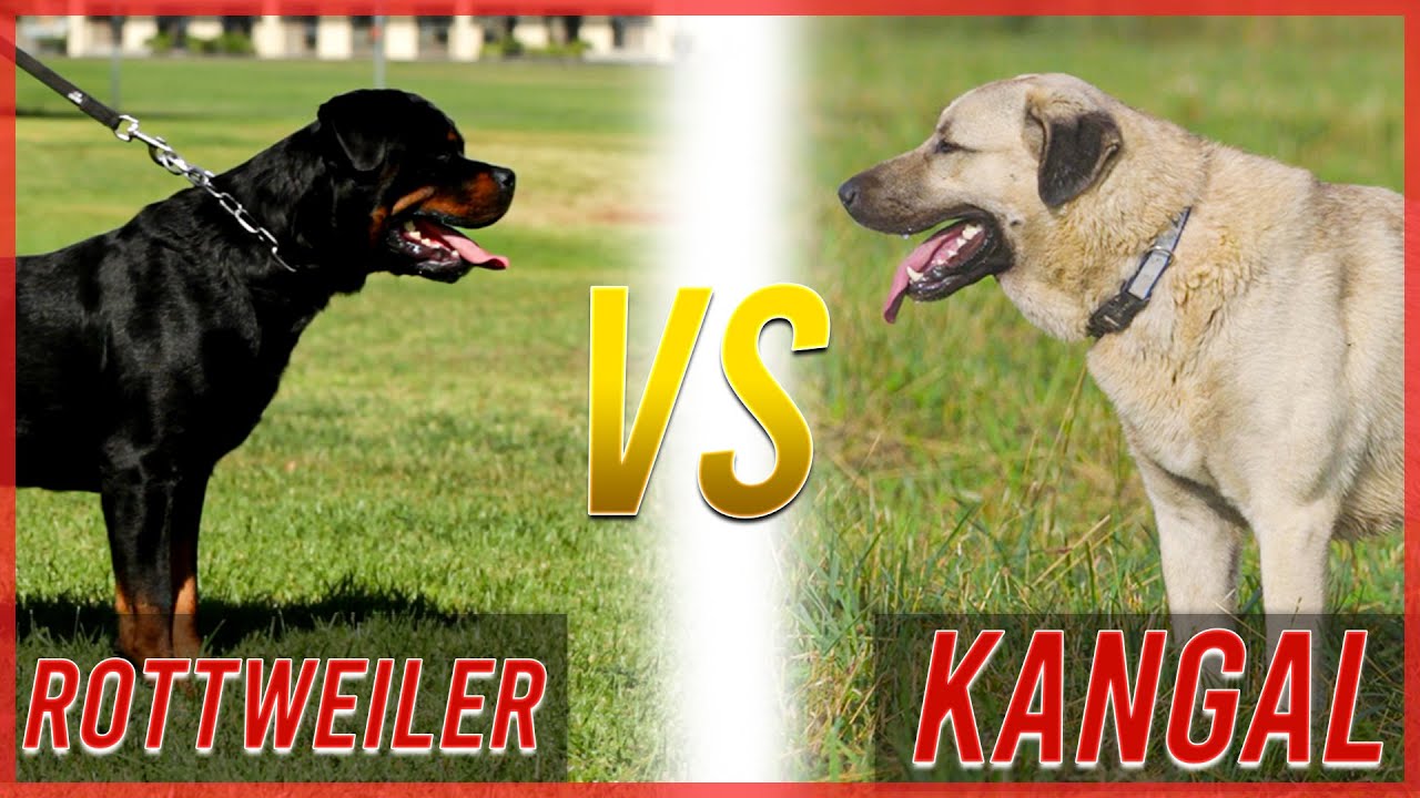 Rottweiler vs Kangal: The Ultimate Dog Showdown, image size:1280x720