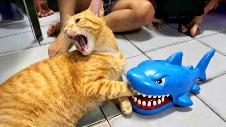 Video 11524321: cat funny entertainment