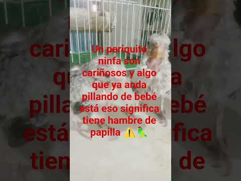 esta es una seña que no es igualito como los pericos que los todos los días pilla de bebé