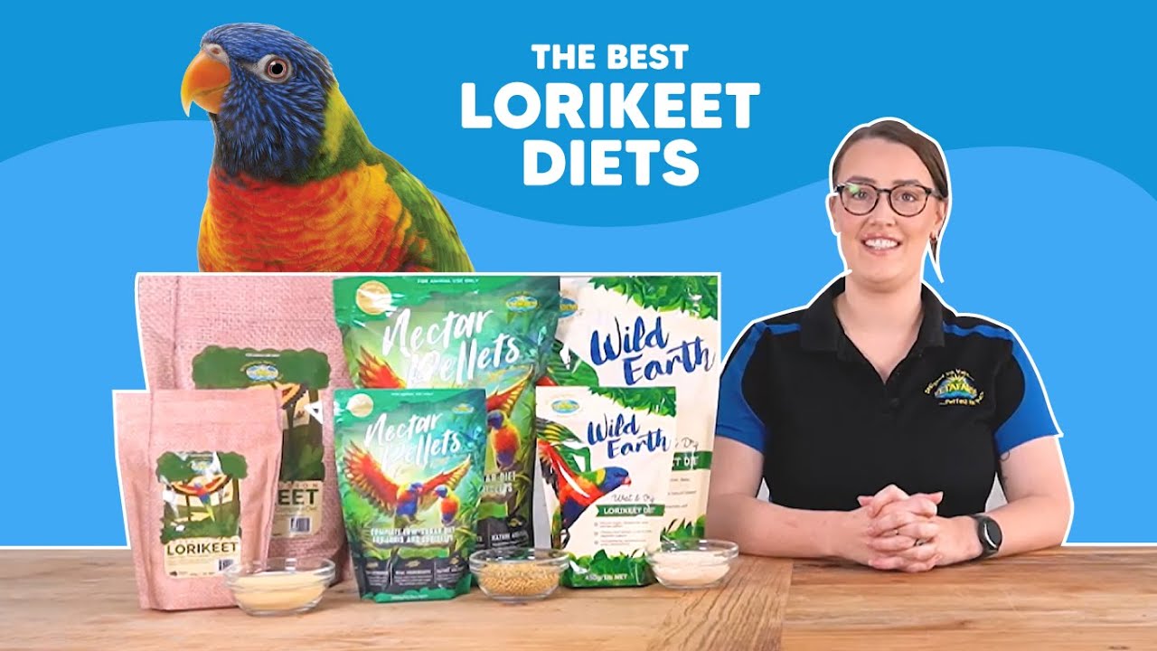 What to Feed Your Lorikeets