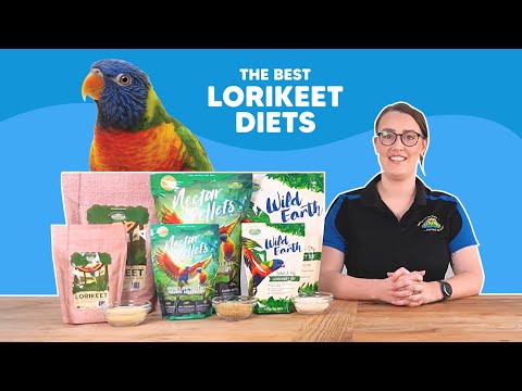 What to Feed Your Lorikeets