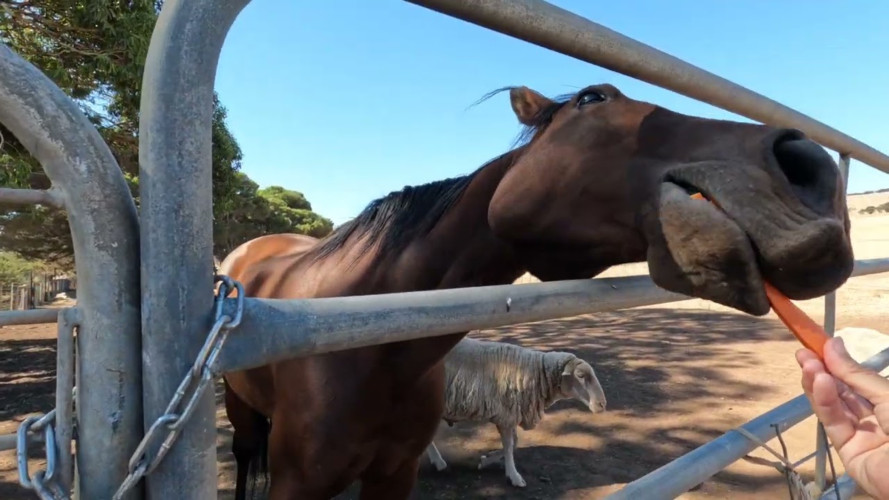 Caravaning at Cape Jervis, South Australia