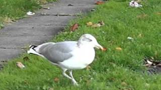 Tapdancing seagull