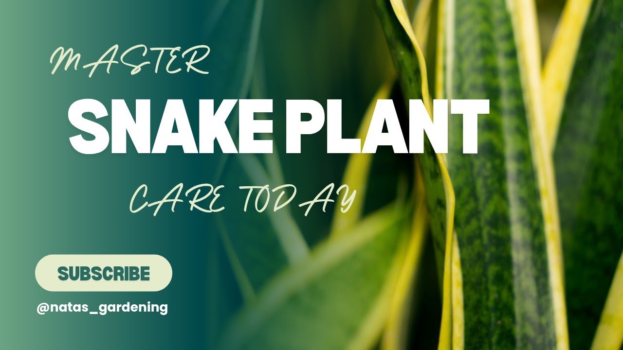 Snake Plant Care Guide | Tips for Thriving Sansevieria | (Beginner-Friendly!) | 