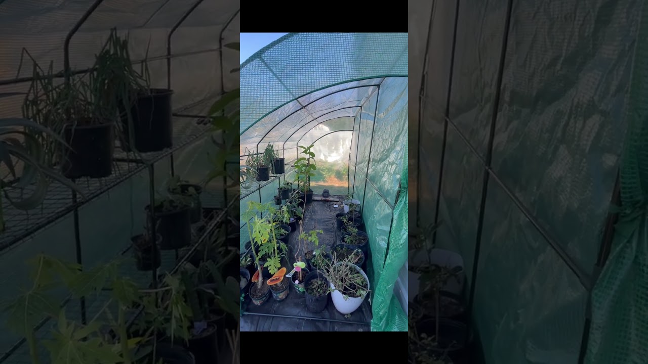 Cómo Proteger Tus Plantas Contra el Frío (otra idea)