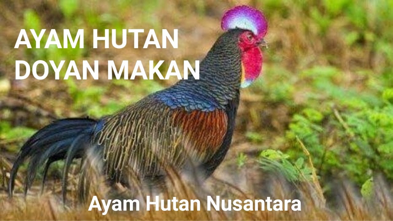 PEMENUHAN ASUPAN NUTRISI AYAM HUTAN HIJAU - YouTube