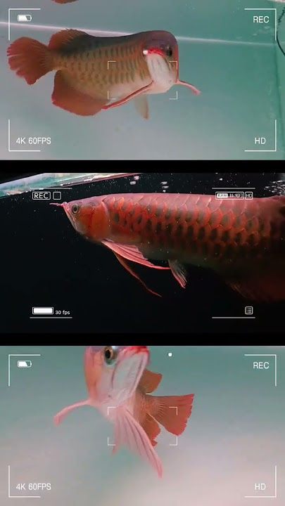 Perbandingan Background Arwana Super Red‼️ #arwana #arwanasuperred #dragonfish #arwanaindonesia #fyi