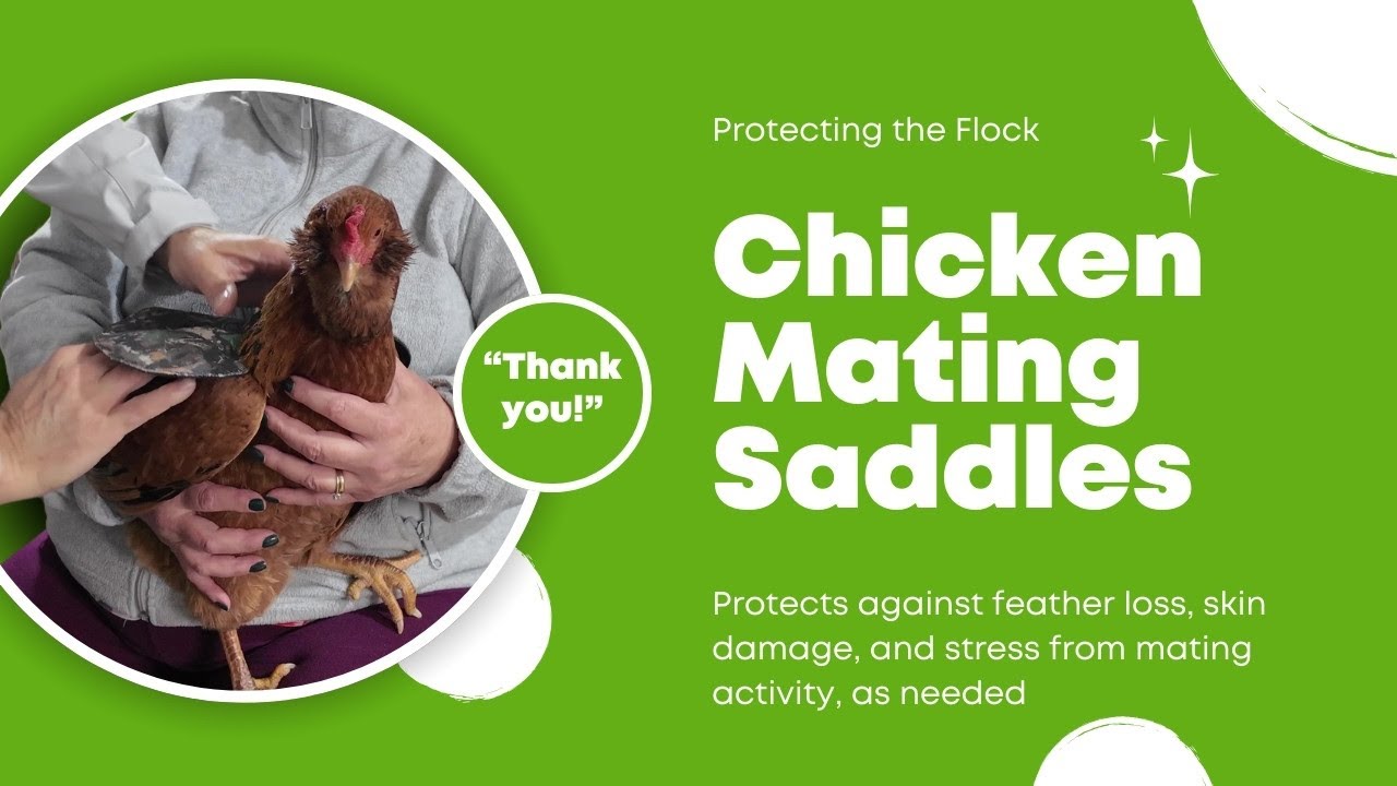 Protecting the flock: Up-sizing a chicken mating saddle