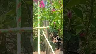 Strong Bamboo Rope Binding Technique #shorts #knotting #lifehacs
