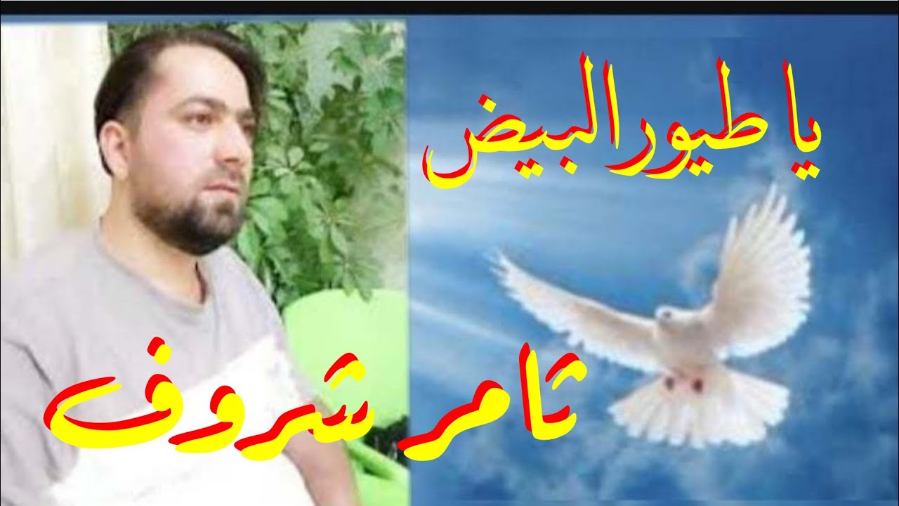 يا طيور البيض فوق البيد كيف حبابي للفنان ثامر شروف. أغاني السويداء جبل العرب.