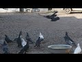 #Astrakhan #Pigeon.    Бакинские широкохвостые голуби Сергея Перепелицина в Астрахани.-1часть