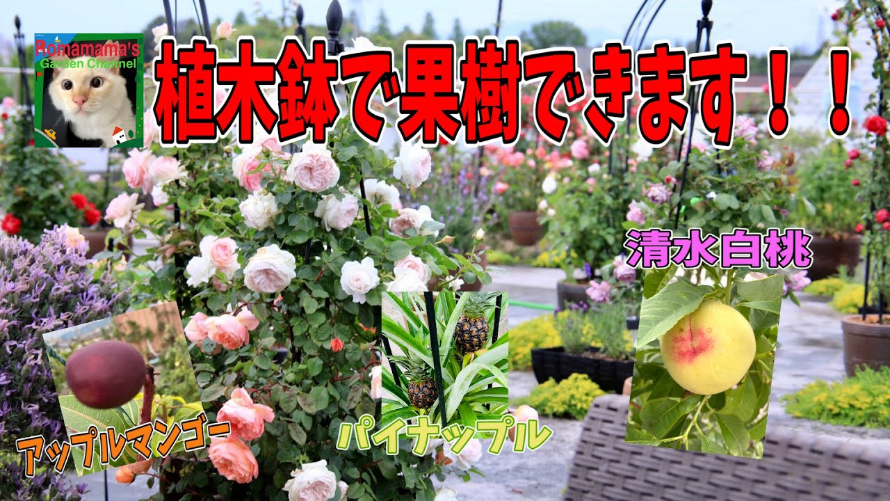 フルーツオアシス】お家の植木鉢で美味しい果物できちゃいます！ - YouTube