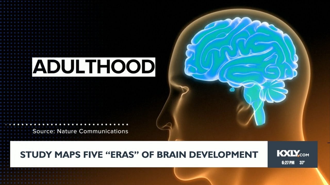 Study maps five 'eras' of brain development - YouTube