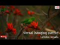 Bird&#39;s call / vernal hanging parrot (Loriculus vernalis)