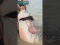Monster Fish #siluro #catfish #catfishing
