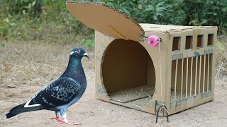Easy DIY Quick Pigeon Trap Using Cardboard Box - Trap Processing