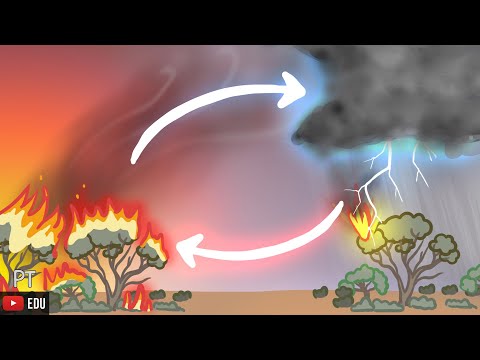 Vídeo: As árvores sobrevivem a incêndios florestais?