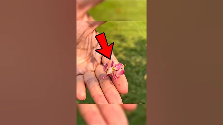 Beauty or Beast !? The Truth Will Shock You 😱