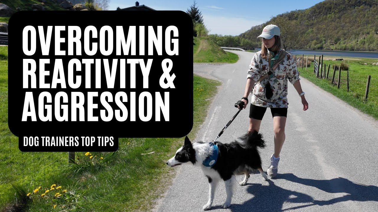 How to Help a Reactive Dog: My Top Tips for Real Progress