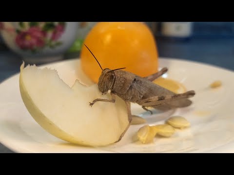 Что едят саранча в домашних условиях