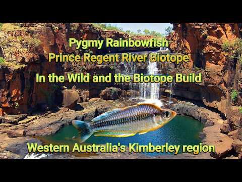 Pygmy Rainbowfish (Melanotaenia pygmaea) in the Wild with the Biotope Aquarium Build