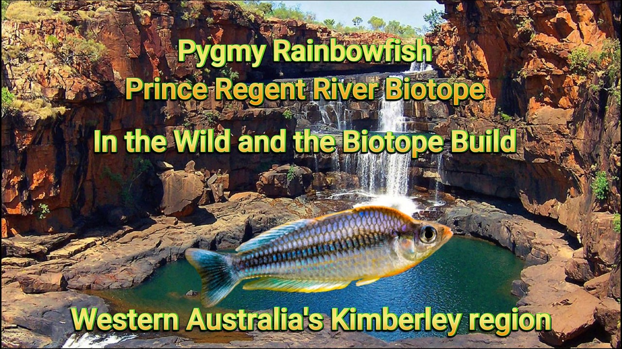 Pygmy Rainbowfish (Melanotaenia pygmaea) in the Wild with the Biotope Aquarium Build