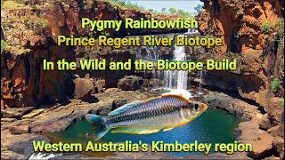 Pygmy Rainbowfish (Melanotaenia pygmaea) in the Wild with the Biotope Aquarium Build