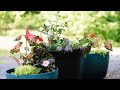 The Container Gardening Project - A New Beginning