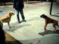 Ataque entre dos perros...el detonante es collar de pinchos!!