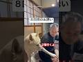 8回目のお誘い。ジィちゃんを2階に連れて行きたい犬　#保護犬　#犬　#面白い　#犬のいる暮らし #かわいい犬