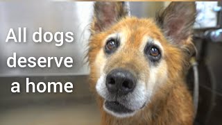 Senior dog rescued from DEATH ROW | Must Watch