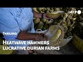 Heatwave hammers Thailand&#39;s stinky but lucrative durian farms | AFP