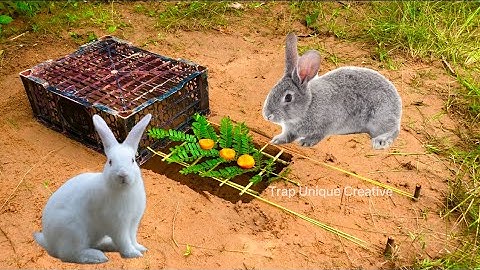 Creative - Simple Rabbit Trap Technique Build Easy Rabbit Trap Using Plastic Basket and Wood