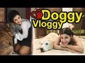 Doggy Vloggy - My Lifelines Dexter & Lucky | Debina Decodes | BTS Ep 04