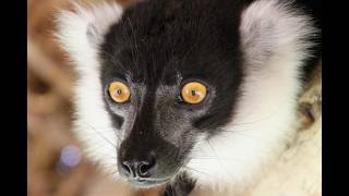 Natura Lemura - Luty 2016