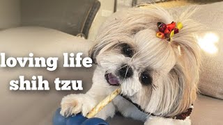 Cute Shih Tzu During Evening Hours by Mikki Shih Tzu 7,563 views 2 years ago 19 minutes