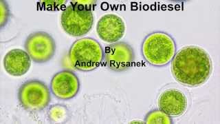 Famous Make Your Own Algal Biodiesel Wealth