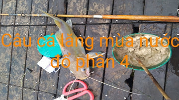 Câu cá lăng mùa nước đổ phần 4
