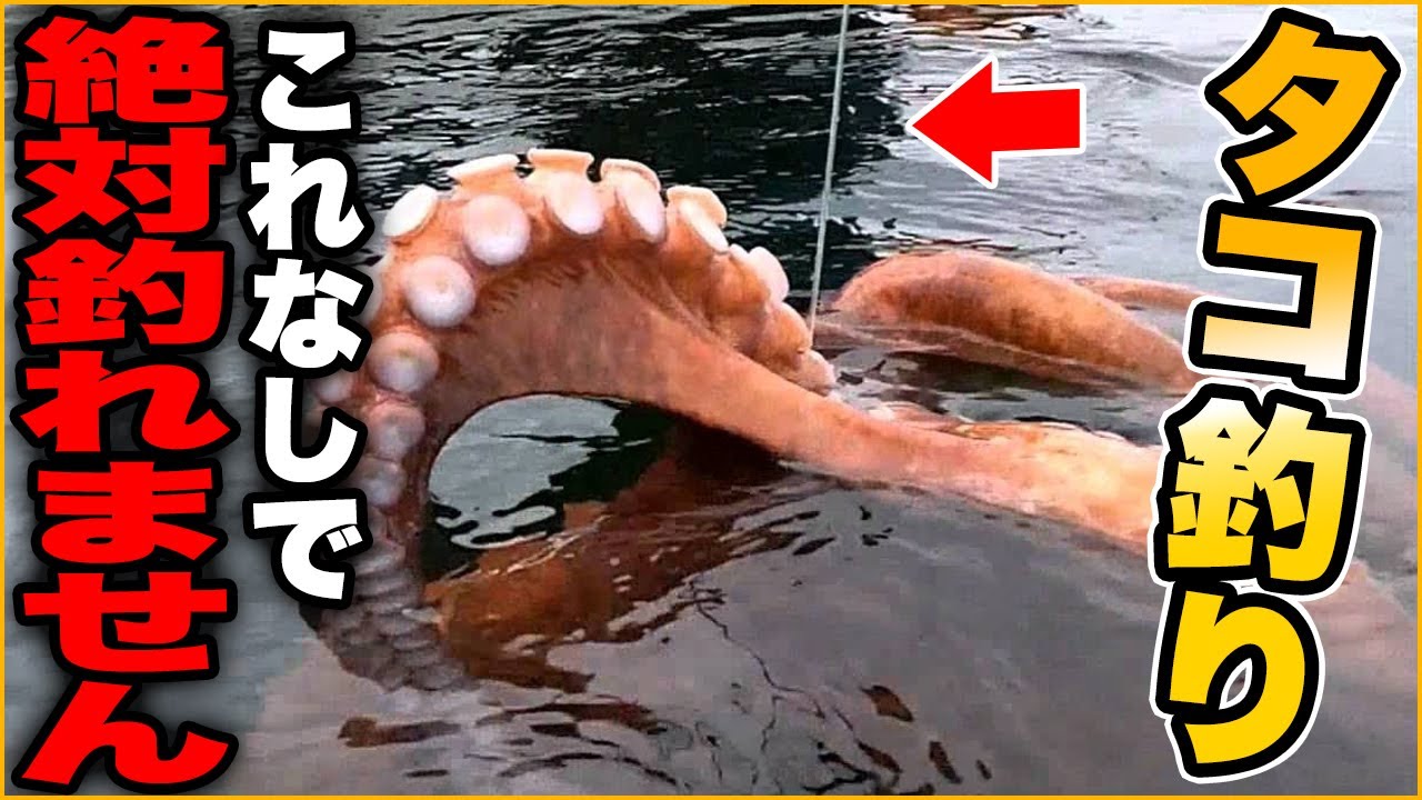 【タコ釣り初心者必見】この道具がないと絶対に釣れない！最悪の失敗を避ける方法【やってはいけないミス】岸和田一文字で巨大なタコが釣れています！！