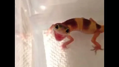 Leopard gecko scream