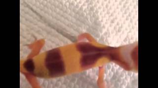 Leopard gecko scream