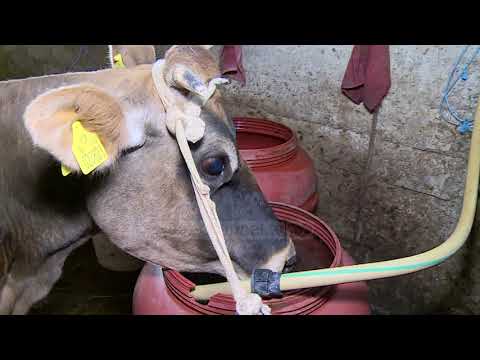 Video: Sa kushton një lopë e varur me rripa?