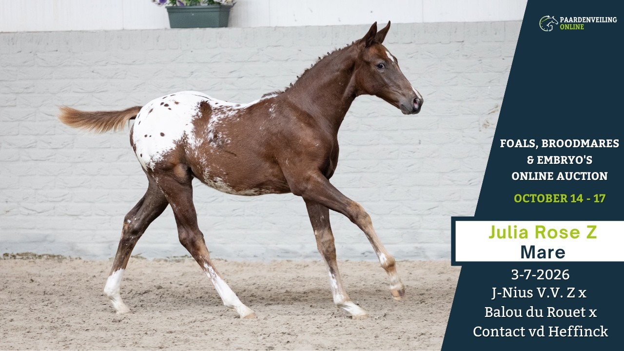 Zangersheider Mare Foal (07/2026) Roan-Red in Heerde