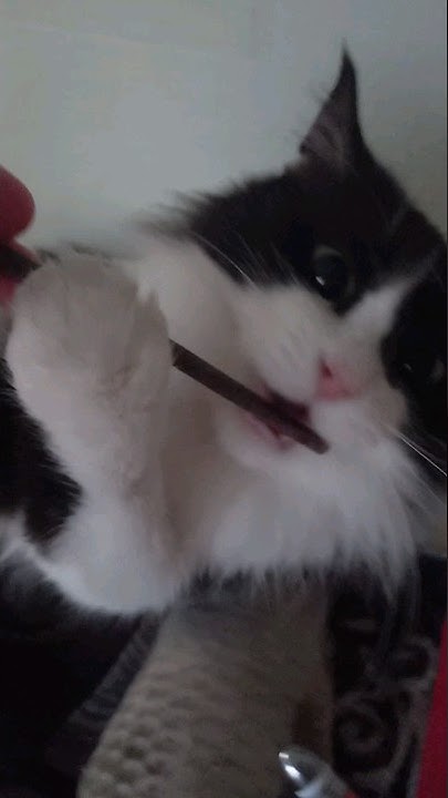 Кошачьи ПАЛОЧКИ (отзывы). Проверенные и Рекомендуемые товары!👍😊 #cat ...